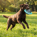 Flying Dog Ball