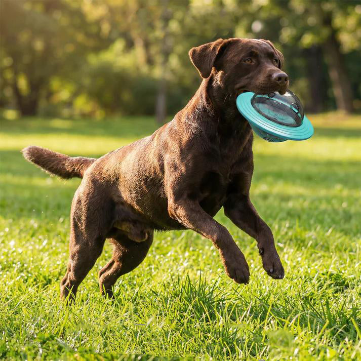 Flying Dog Ball