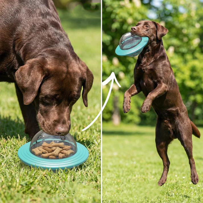 Flying Dog Ball